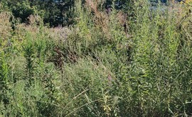 Фото 3: Участок 6 сот., Высокое - Рост Недвижимость