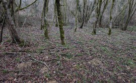 Фото 5: Участок 6.5 сот., Галицино - Рост Недвижимость